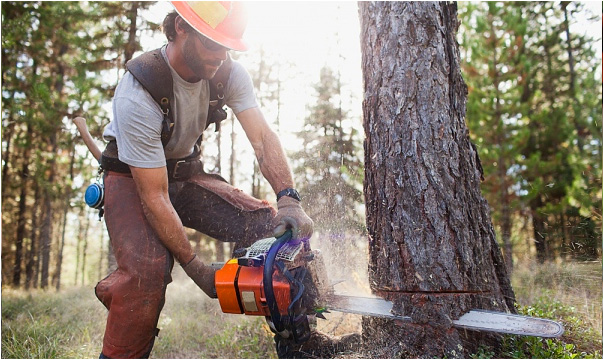 tree felling