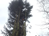 tree surgery