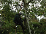 tree surgery